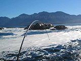 trolling along the foam edges of rocks