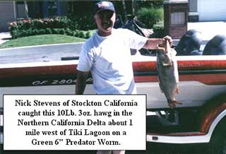 10lb 3 oz bass caught by Nick Stevens in California