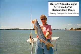 nice snook caught and released off floridas east coast