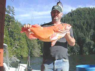 Beautiful Yellow Eye Rockfish