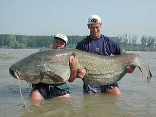 State record catfish