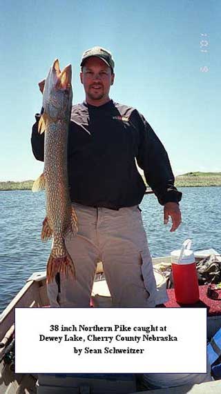 nice northern pike