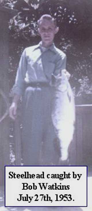 old photo of steelhead caught in 1953