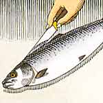 step one-first cut along backbone of salmon