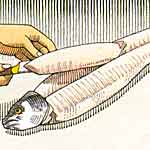 step five-turn the knife and gently ease the fillet away from the bone and lift off