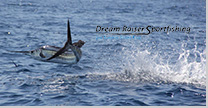 Marlin Jumping out of the water