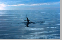 Sailfish Jumping out of the water