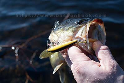 largemouth bass caught on a crankbait
